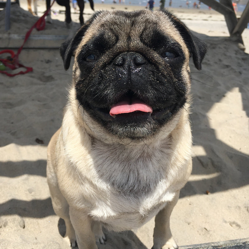 Pug dog on a sandy beach with people and umbrellas in the background