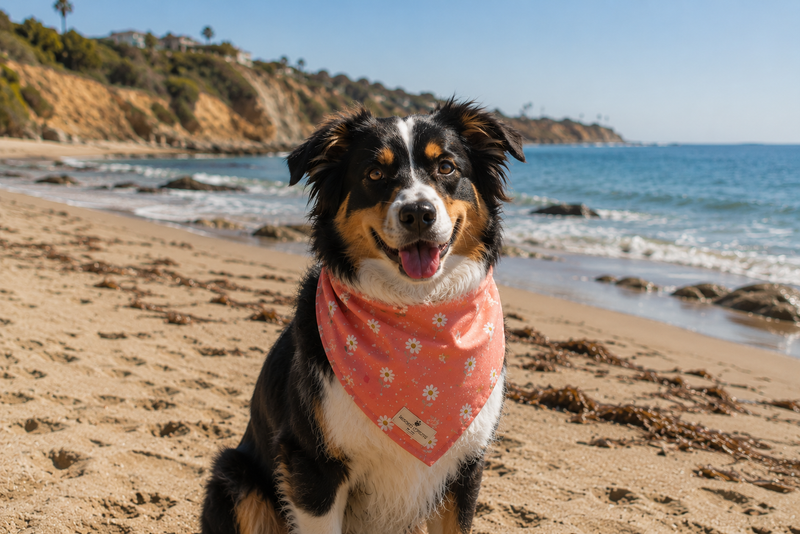 Dog wearing a pink bandana on a beach with ocean and hills in the background