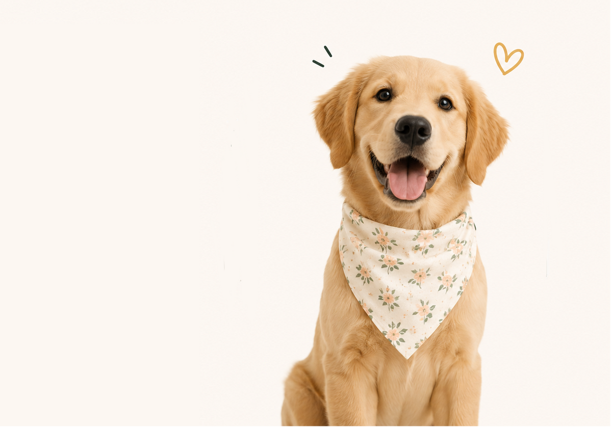 Happy golden retriever wearing a floral bandana on a white background