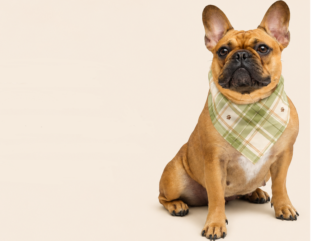 French bulldog wearing a green bandana with text about stylish bandanas on a beige background